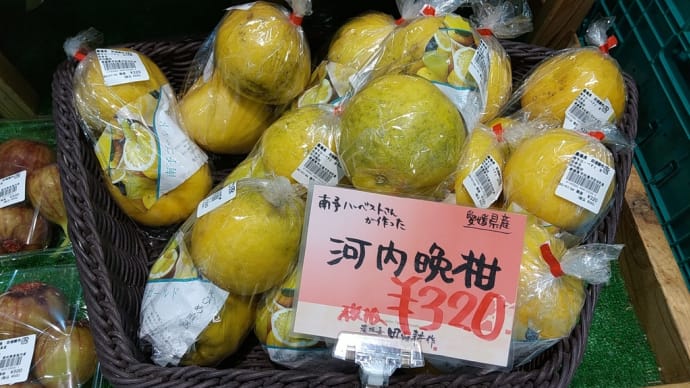 河内晩柑
