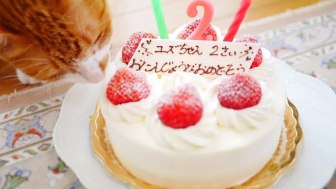 ユズちゃんお迎え記念日2歳