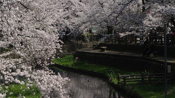 花筏(はないかだ)その壱