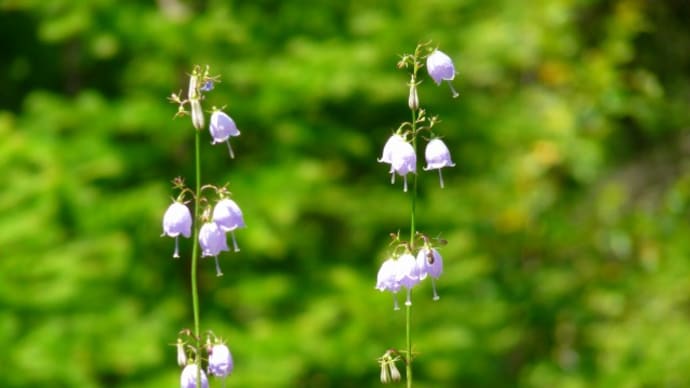 高原の花と蝶・・・短い夏をせいいっぱいに