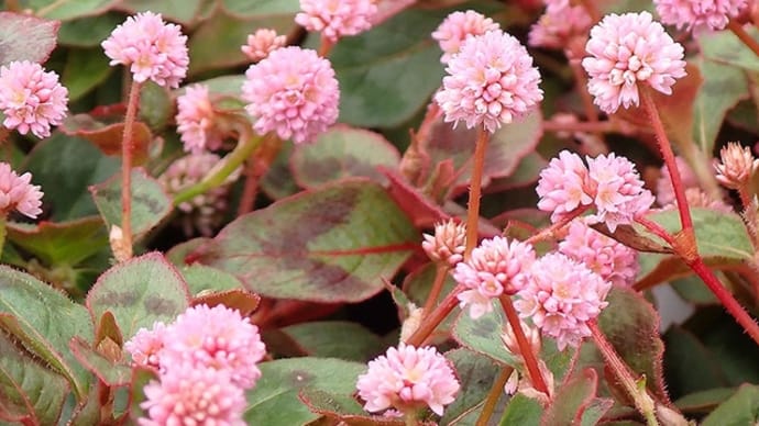 ヒメツルソバの花