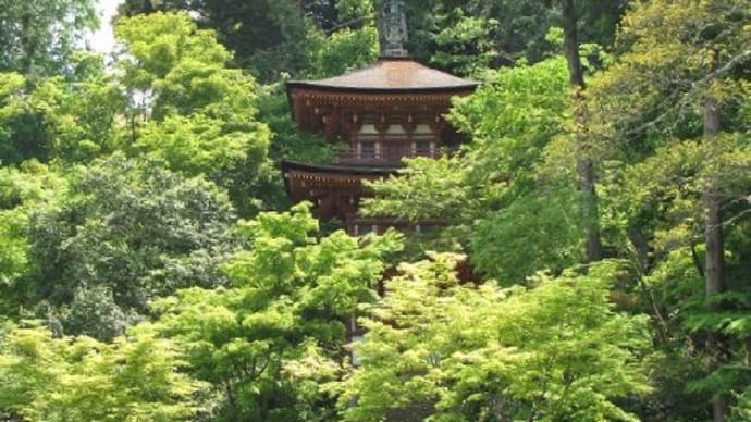 浄瑠璃寺　　亀とスッポン