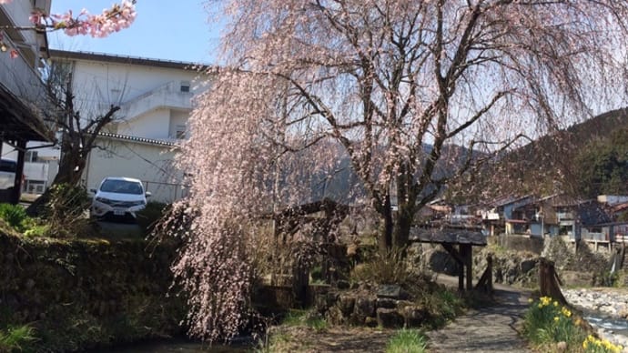朝の散歩の枝垂れ桜