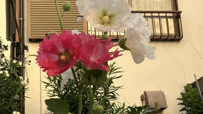 タイタンピカス開花の・花散歩③