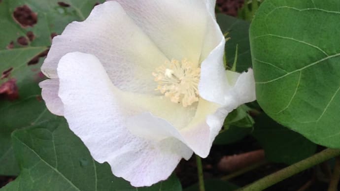 綿の花とパッションフルーツ