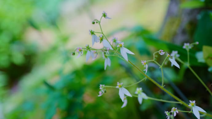 ●我が家の５月の花（10）　ユキノシタ　撮り納め？　アヤメが開花　スダチの花
