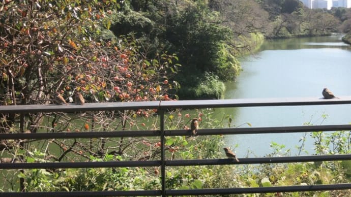 北の丸公園散策