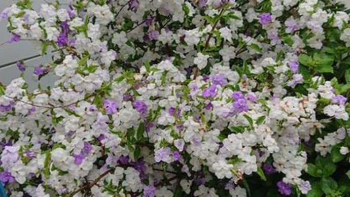 庭の花は?