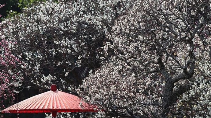 鎌倉花散歩(2月) 長谷寺(1)