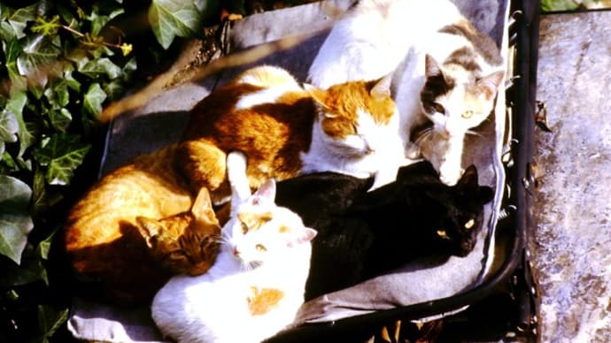 野良猫からさくら猫へ?