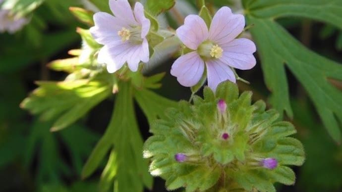 道端の小さな花々・・・2