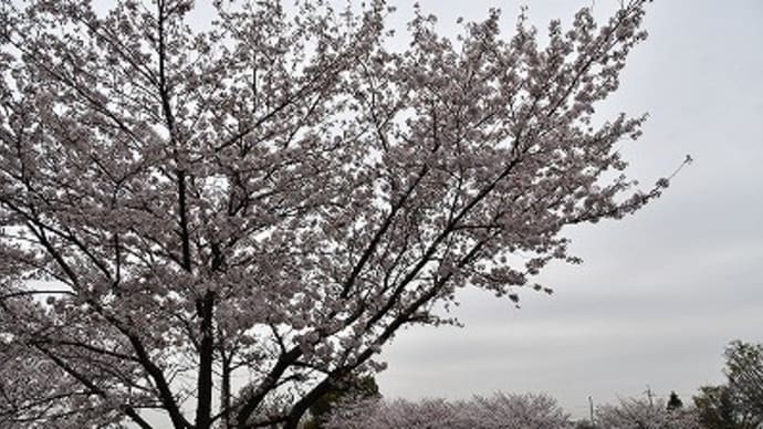 津田公園 桜 2017