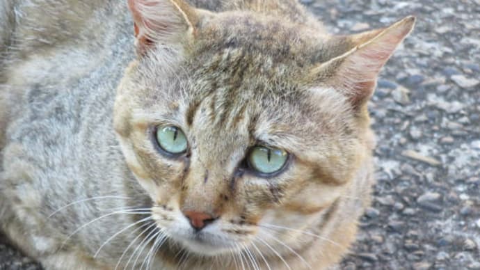 犯人は、誰ぞ?
