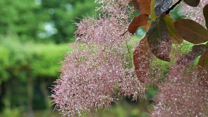 芝生に生えた宝石
