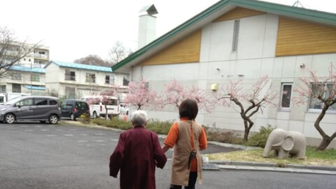 🌸お花見弁当🌸