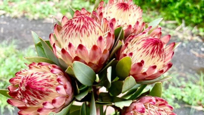 花言葉は自由自在💐
