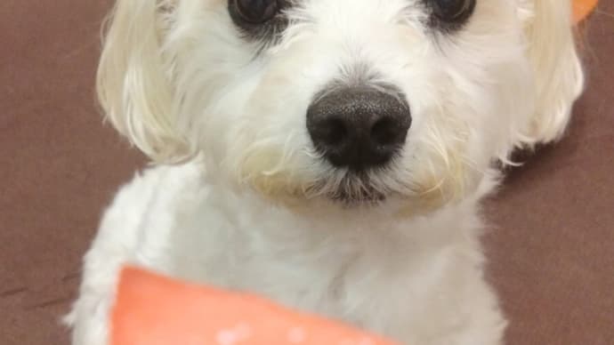 つい同じ土俵に立ってしまうままちゃん。の事。