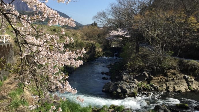 桜と桂川
