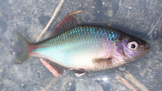 真夏のアツいタナゴ釣り
