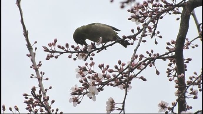 あと少し～・・・　椿寒桜は満開