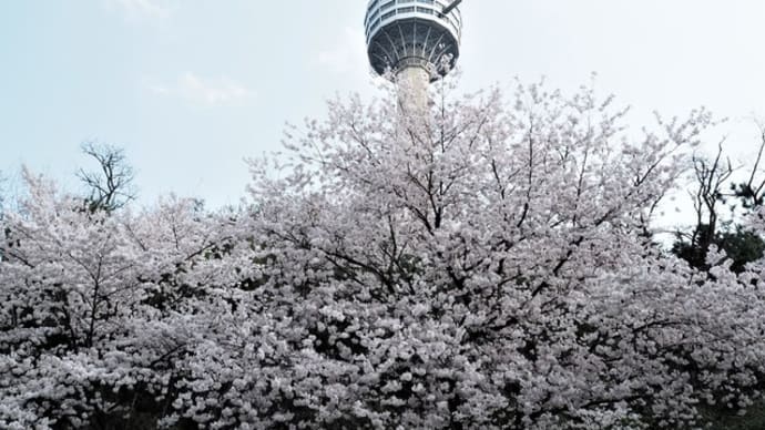 桜満開の大邱とソウル２日め４ ＜大邱の桜並木～ソウルでうれしい再会＞