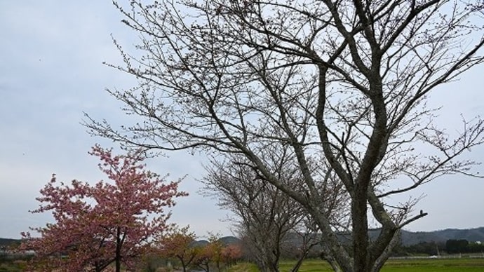 美作市 梶並川沿い 桜並木