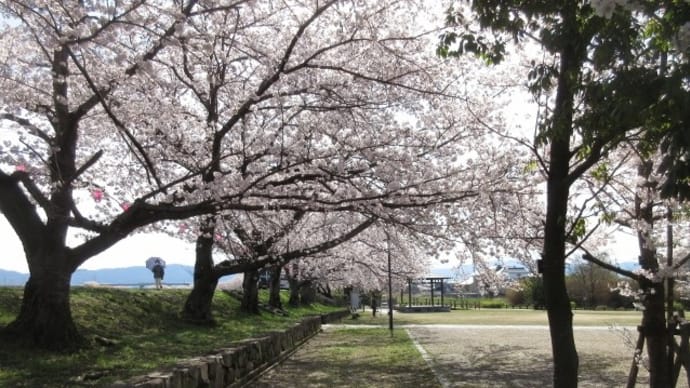 2022/04/01　周辺の桜