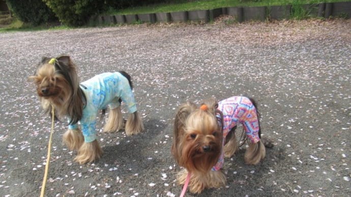2023/04/02 犬の幼稚園BuddyDog