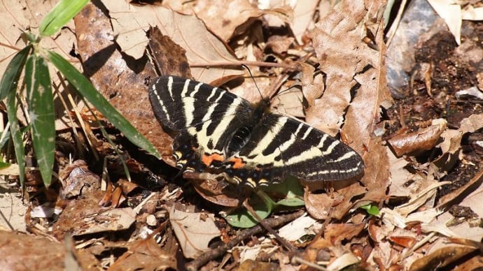 ギフチョウ、吸蜜と産卵