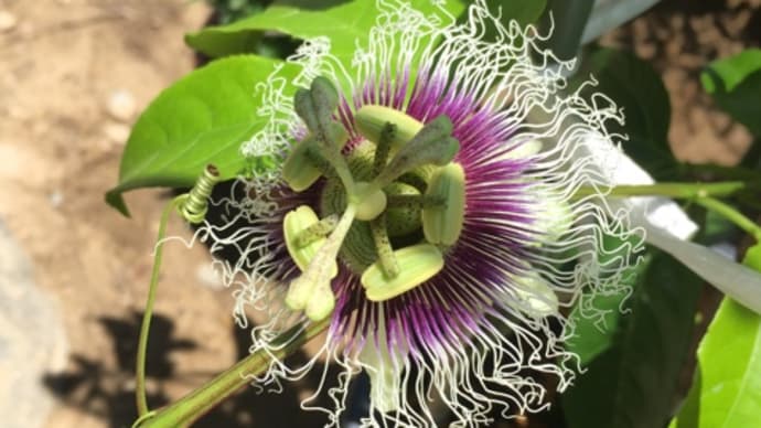 トケイソウ(パッションフルーツ)の花が咲きました。
