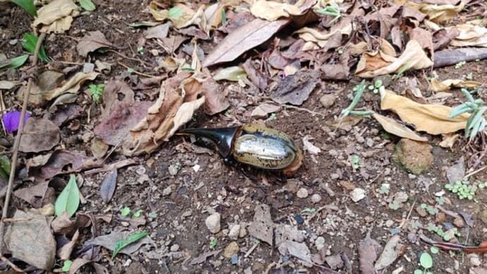 ヘラクレスオオカブトが突然庭にやって来た