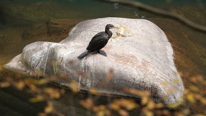 カワウ、カモシカ三昧
