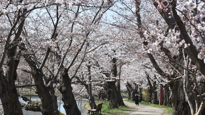 弘前公園の桜まつり①ソメイヨシノ、しだれ桜、堀の風景