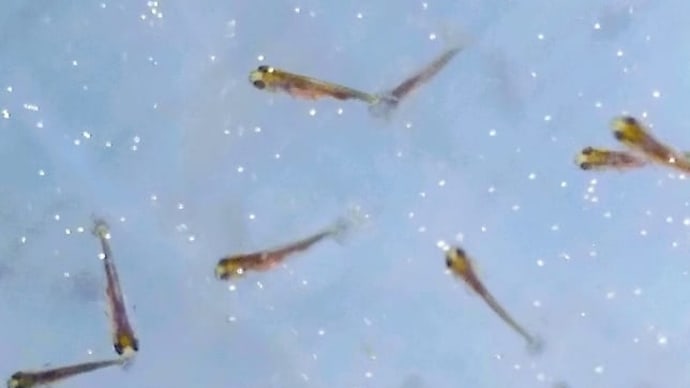 こんなことってあるかなー😆💦金魚だけに集中したい日々🎵