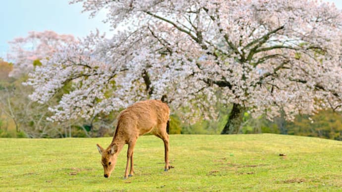 今週末、桜の見頃を迎えるスポット速報[2022年4月1日～版] 　2022年4月1日（金）