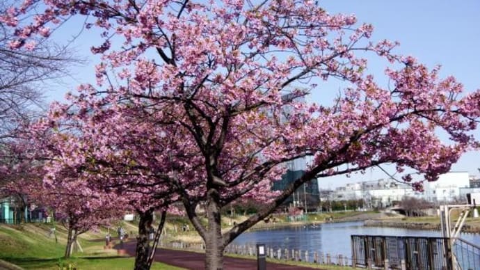 2024年 2月24日(土)の「墨田区立旧中川水辺公園」と「都立汐入公園」(1)