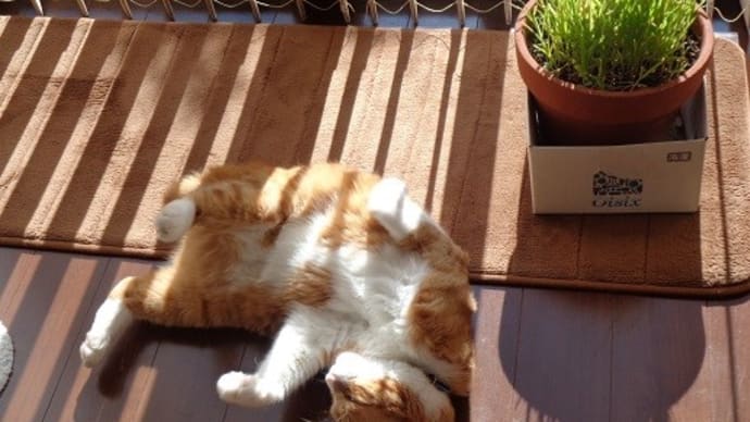 踊る猫