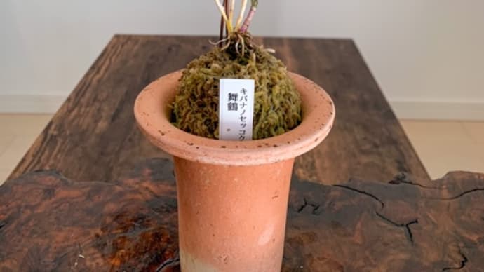 キバナノセッコク 舞鶴