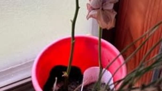 薔薇のある庭への一歩