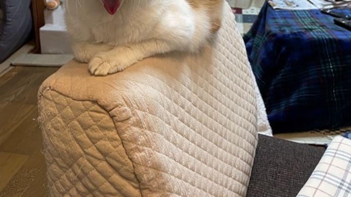 猫だって忙しい?