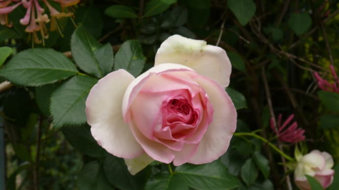 一関市大東町大原のバラ（薔薇）’ミミ・エデン’　2016年６月５日（日）