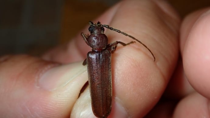 ムネツヤサビカミキリ