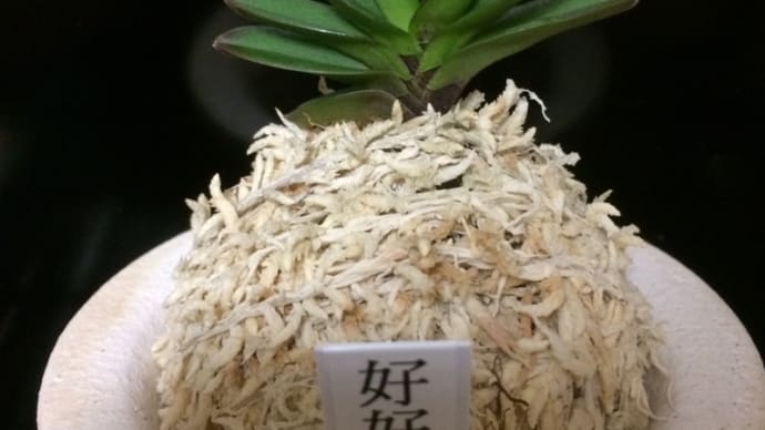 好好爺