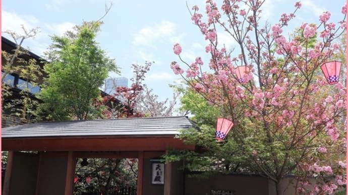 桜ランチ
