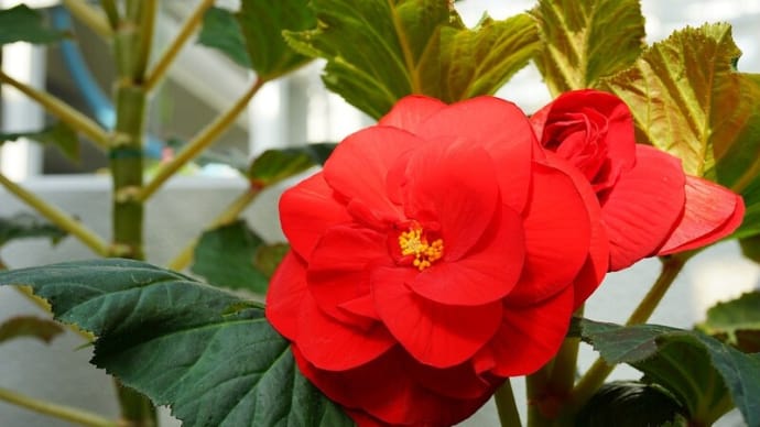 神代植物公園大温室にて・ベゴニア2