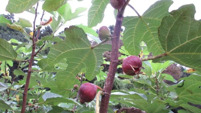 今年はイチジク「蓬莱柿」がよく穫れる
