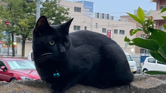 8月17日は「黒猫感謝の日」だったのですね。