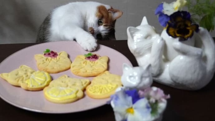 クッキーと猫とあくび