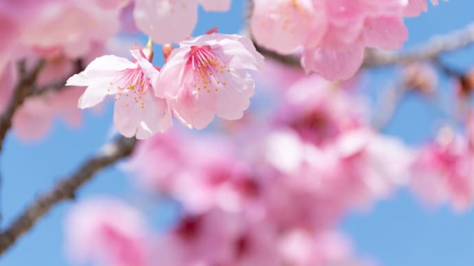 今日の桜