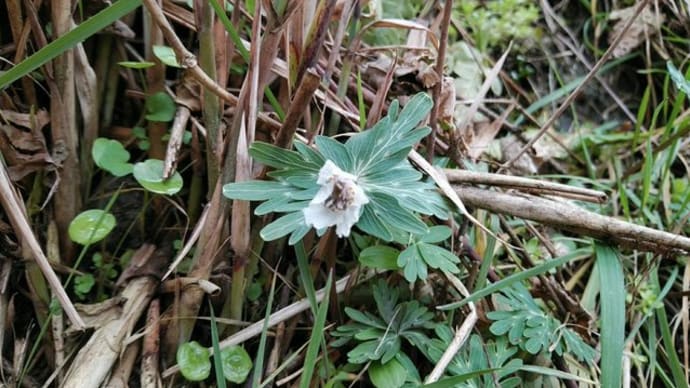 菜虫化蝶